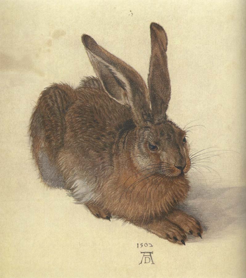 A Young Hare